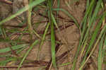 Marsh bristlegrass